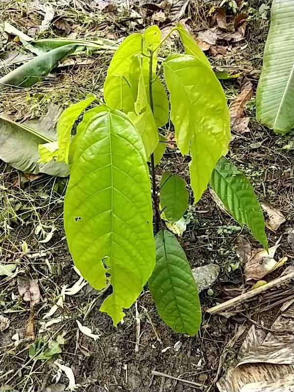 tree image