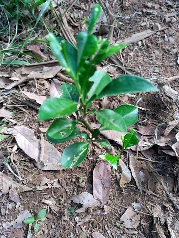 tree image