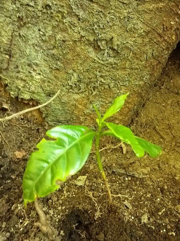 tree image