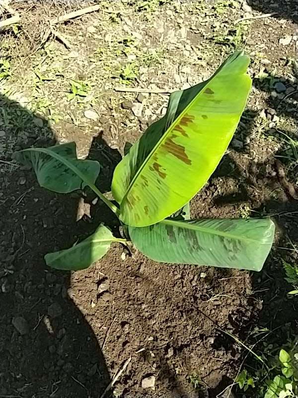 tree image