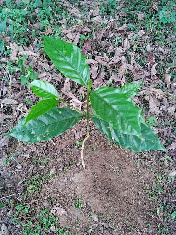 tree image