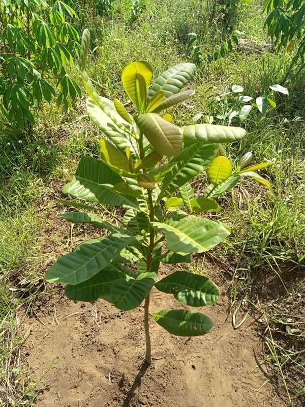 tree image
