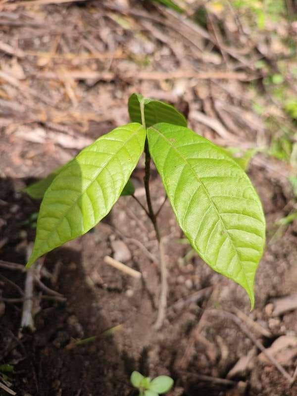 tree image