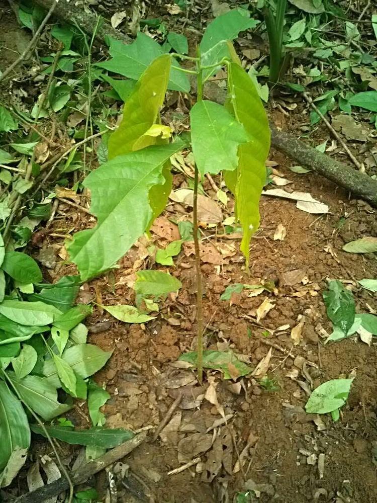 tree image