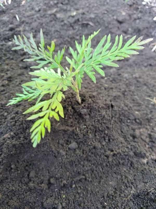 tree image