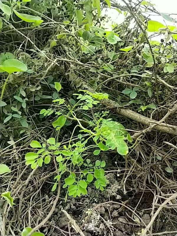 tree image
