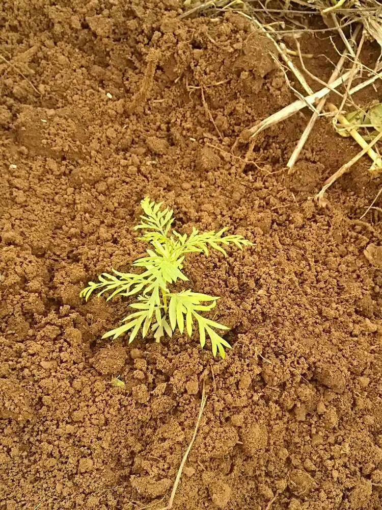 tree image