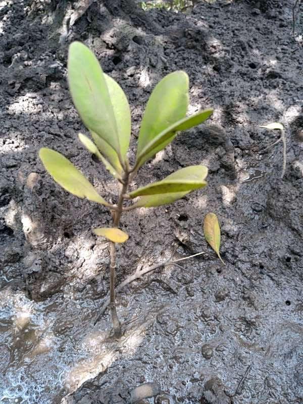 tree image