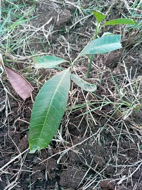 tree image