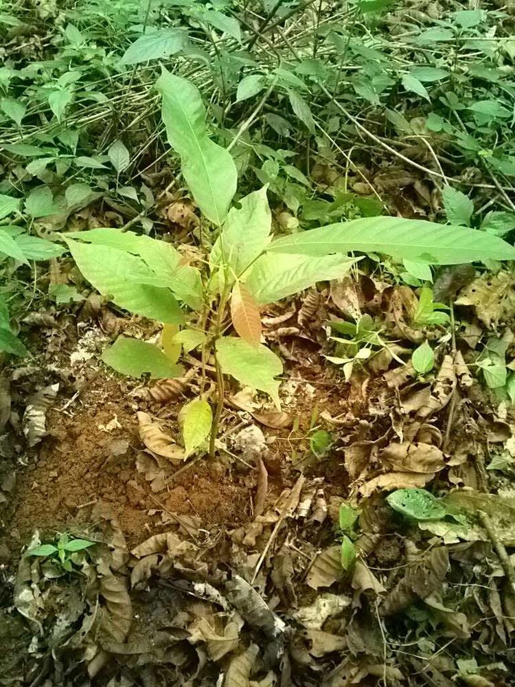tree image
