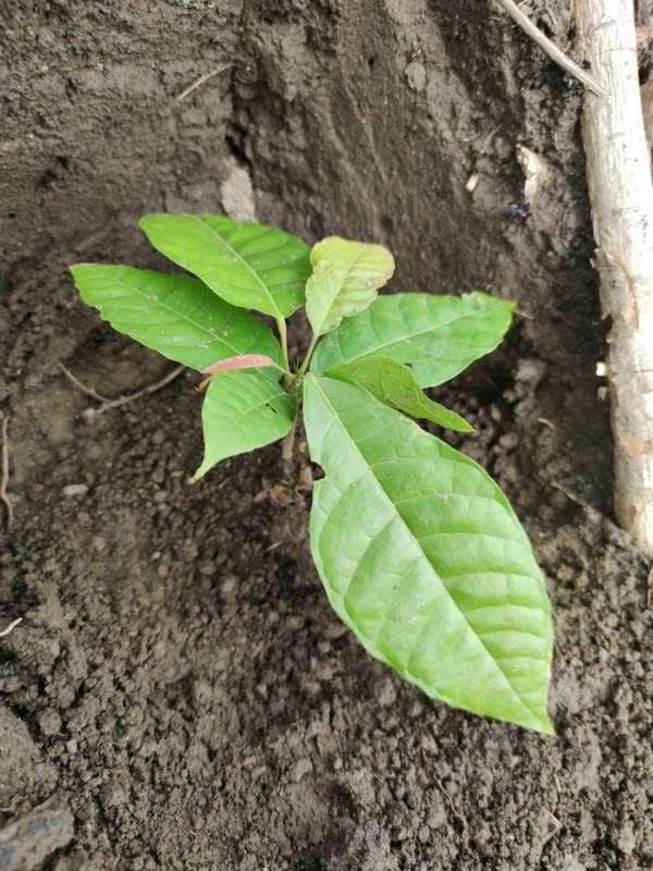 tree image