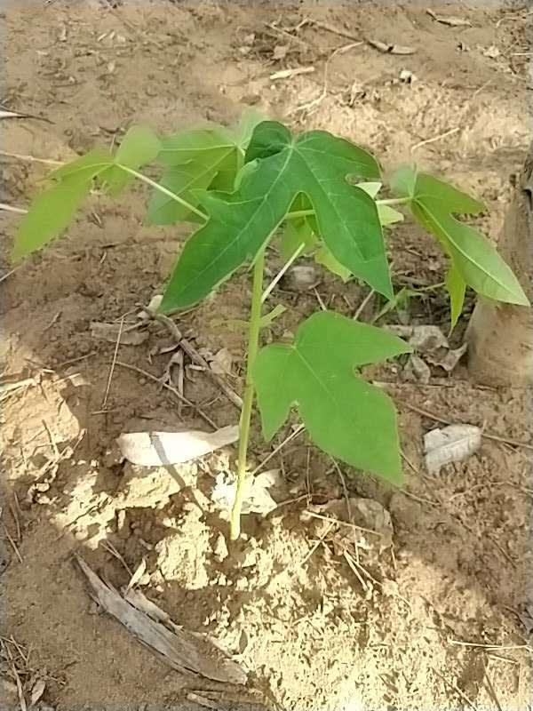 tree image