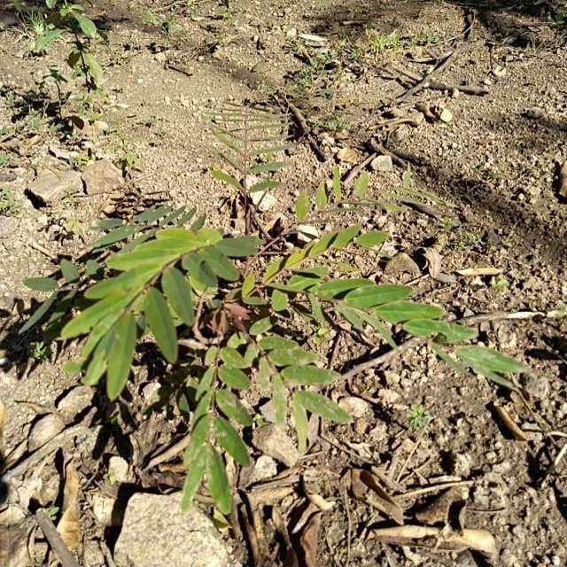 tree image