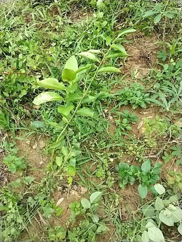 tree image