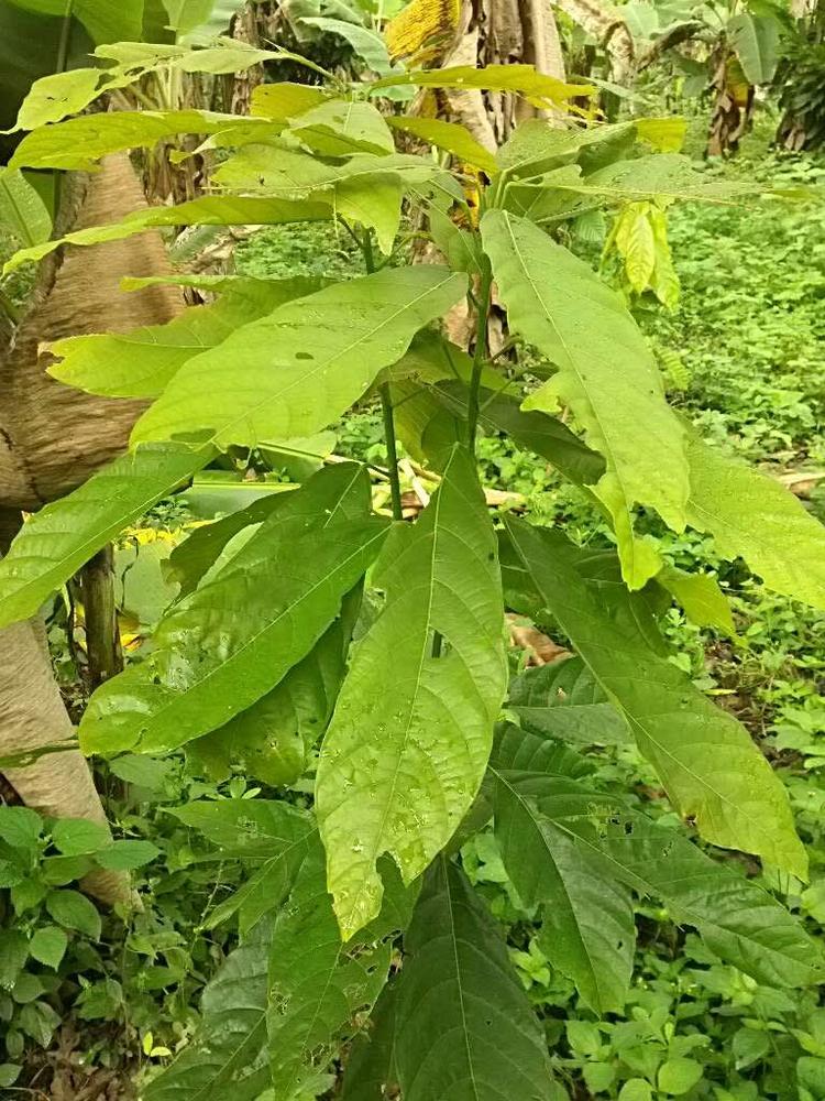tree image