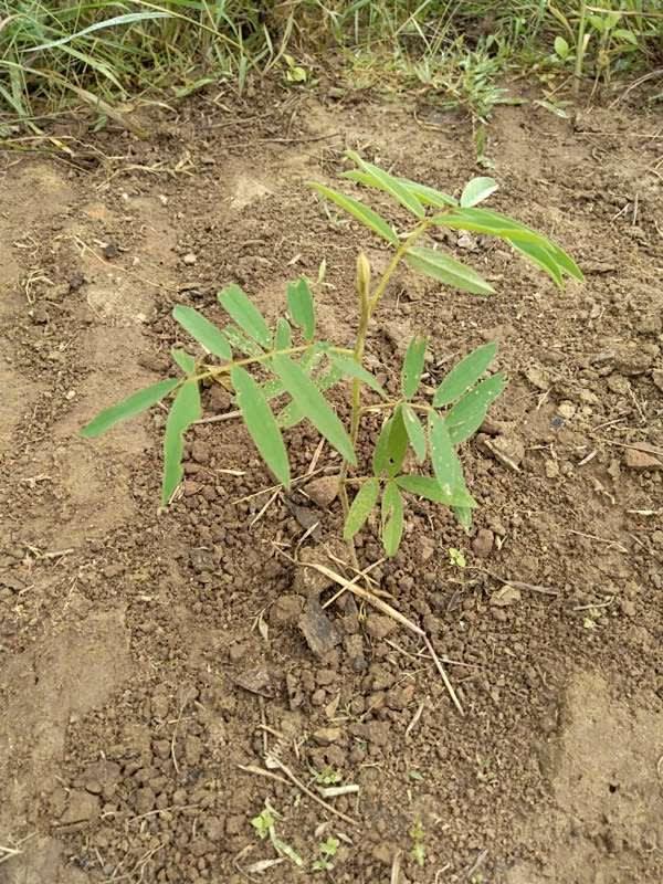 tree image