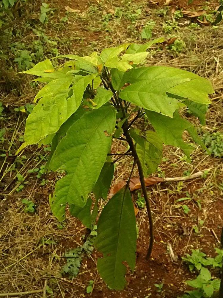 tree image