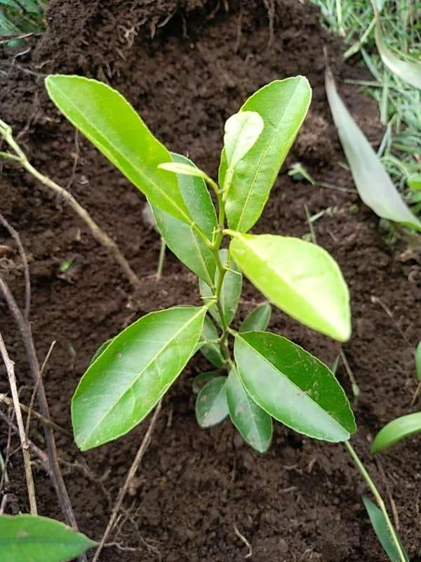 tree image