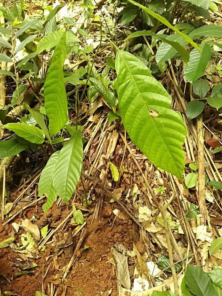 tree image
