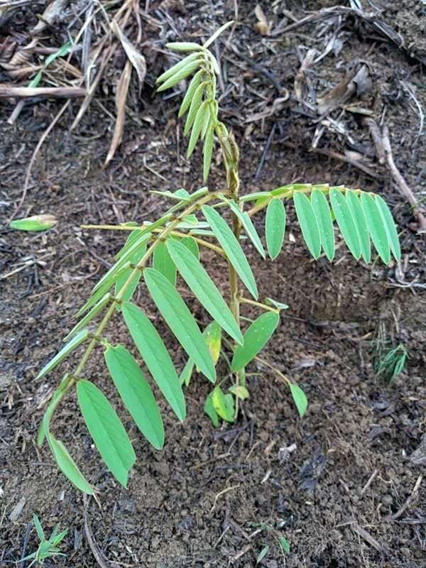 tree image