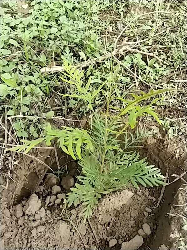 tree image