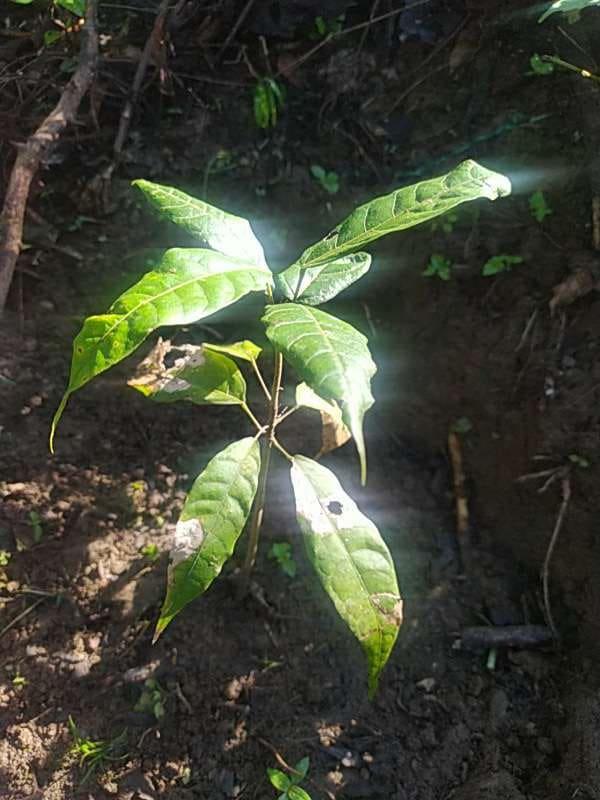 tree image