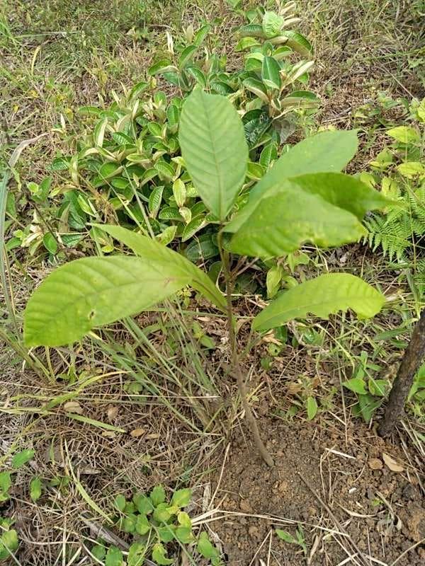 tree image