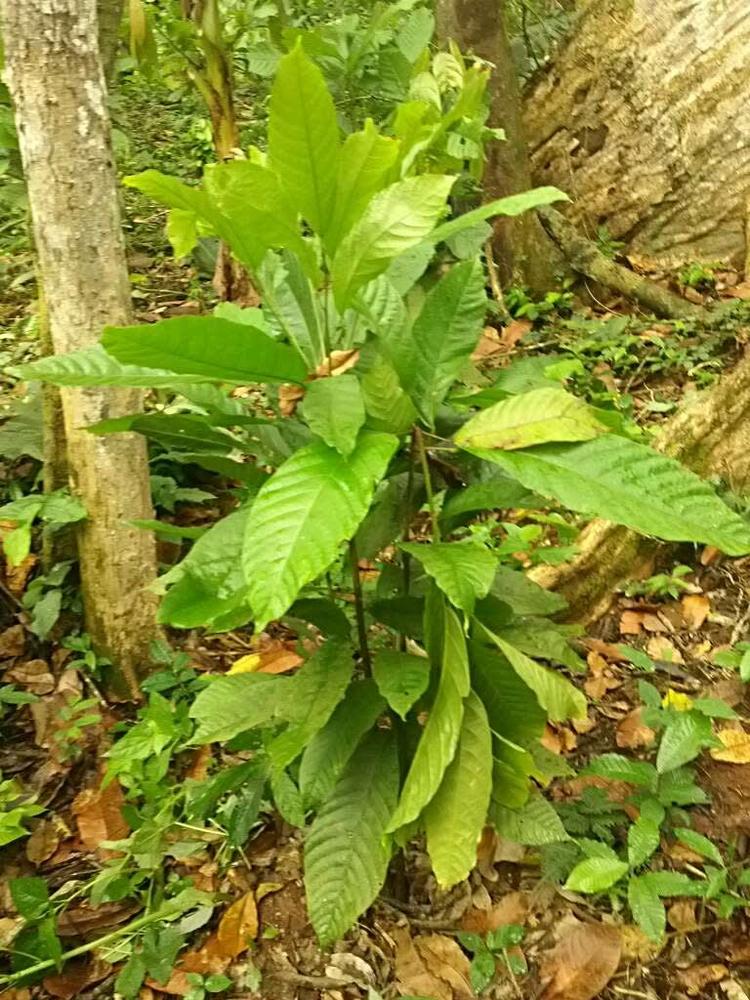 tree image