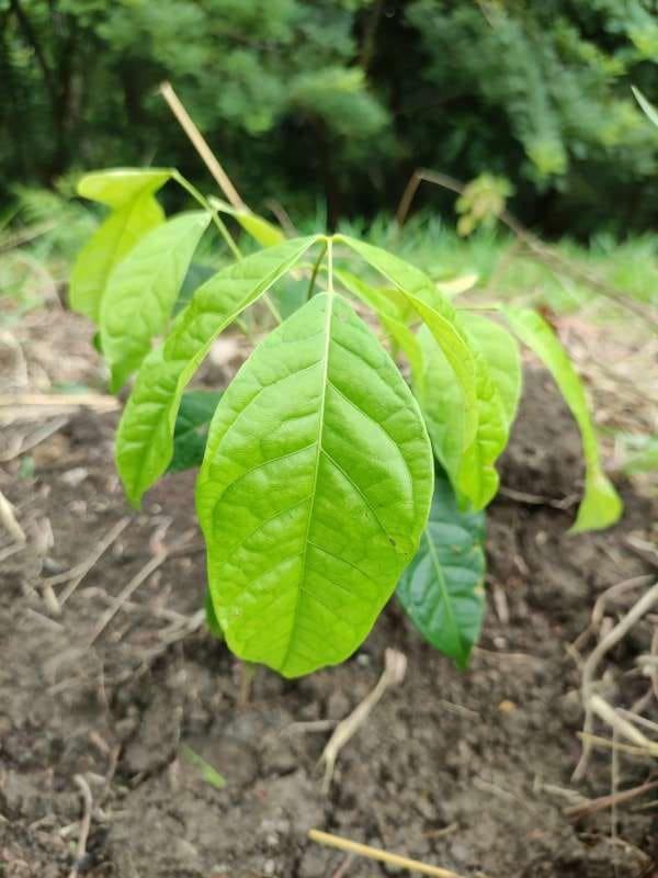 tree image