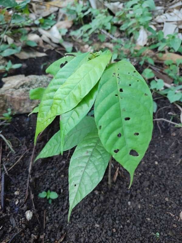 tree image