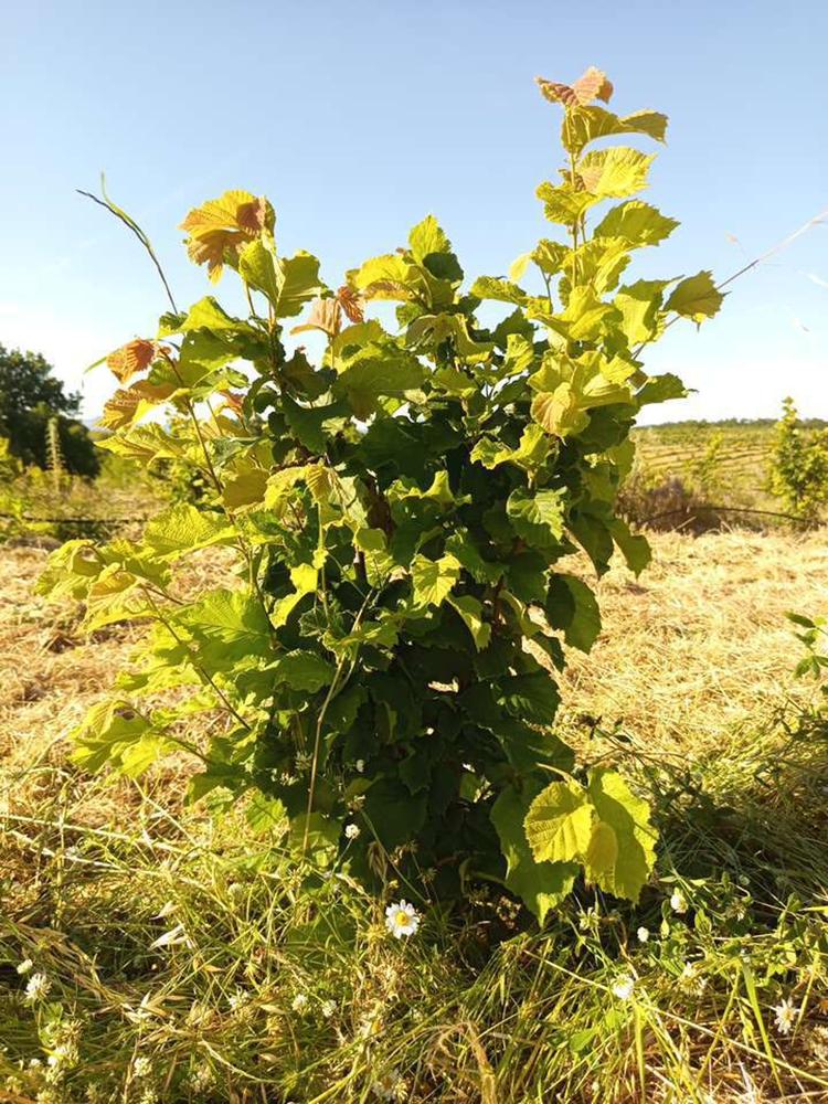 tree image