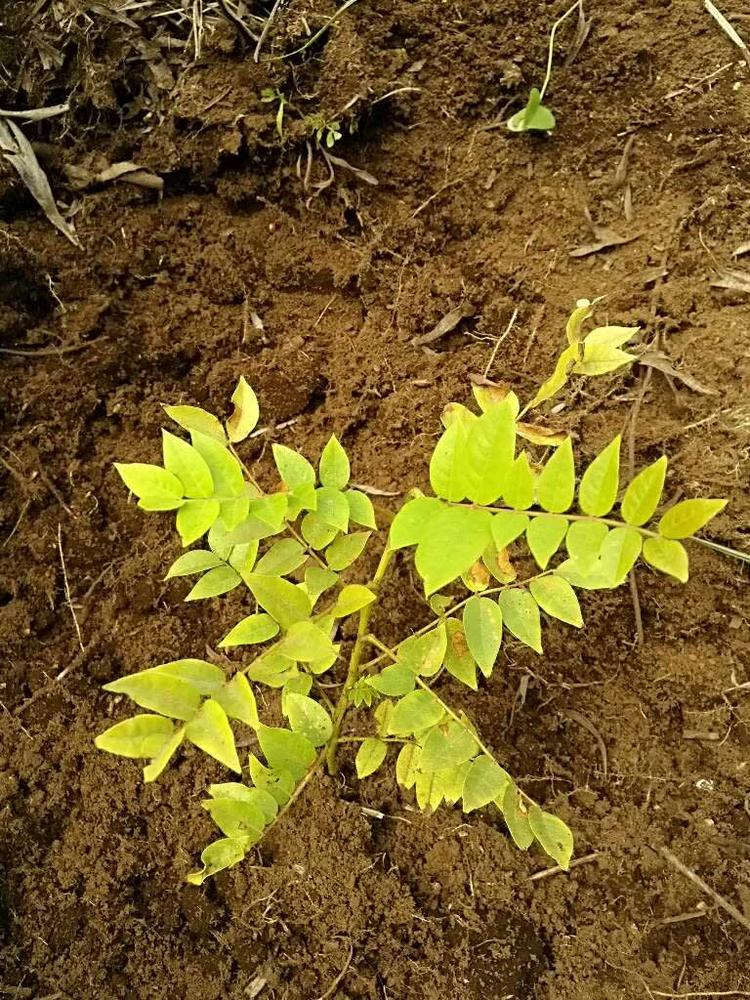 tree image