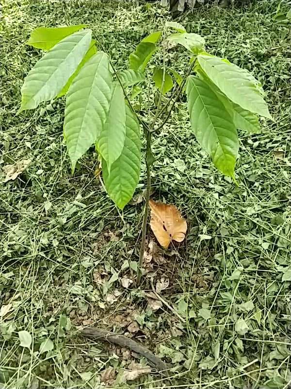 tree image