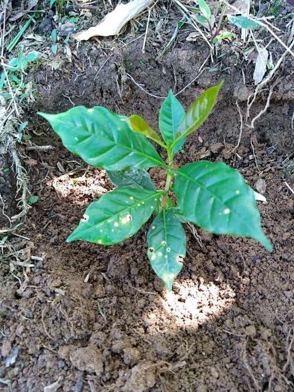 tree image