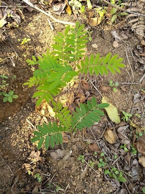 tree image