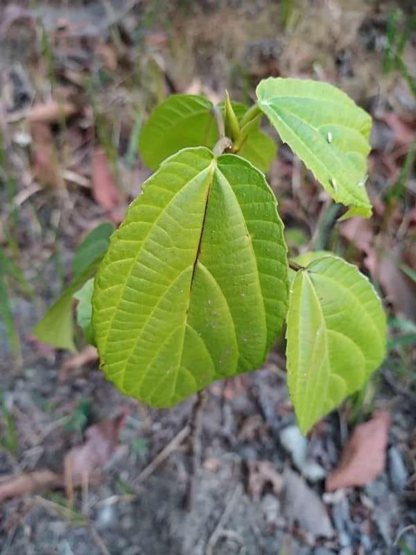 tree image