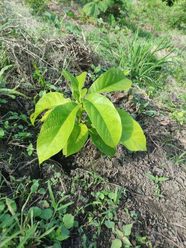 tree image