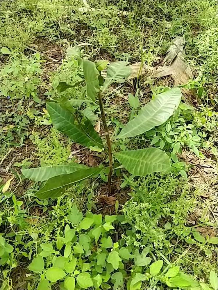 tree image