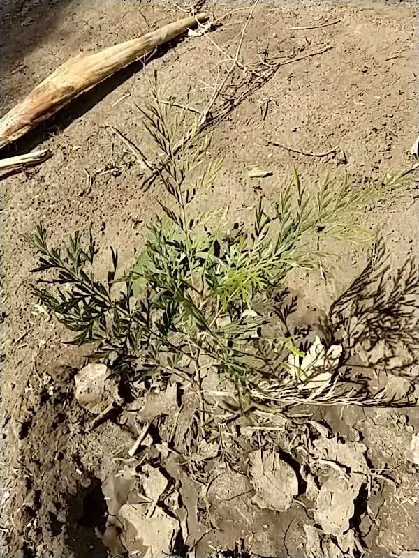 tree image