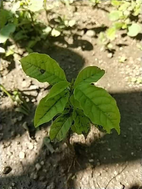 tree image
