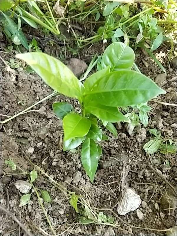 tree image
