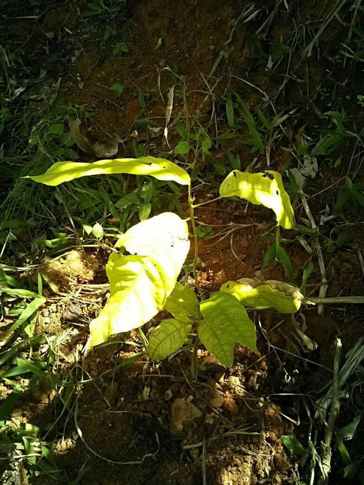 tree image