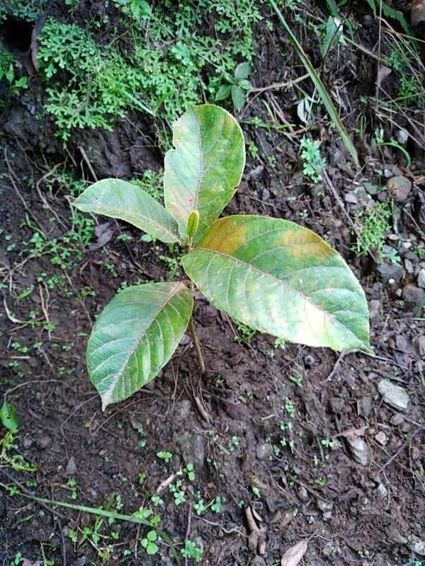 tree image