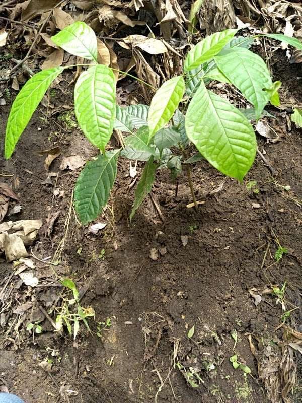 tree image