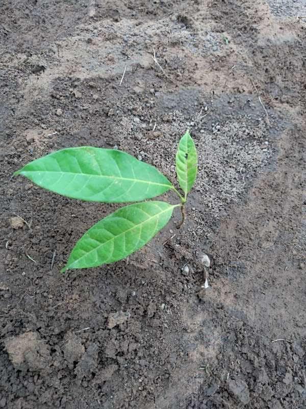 tree image