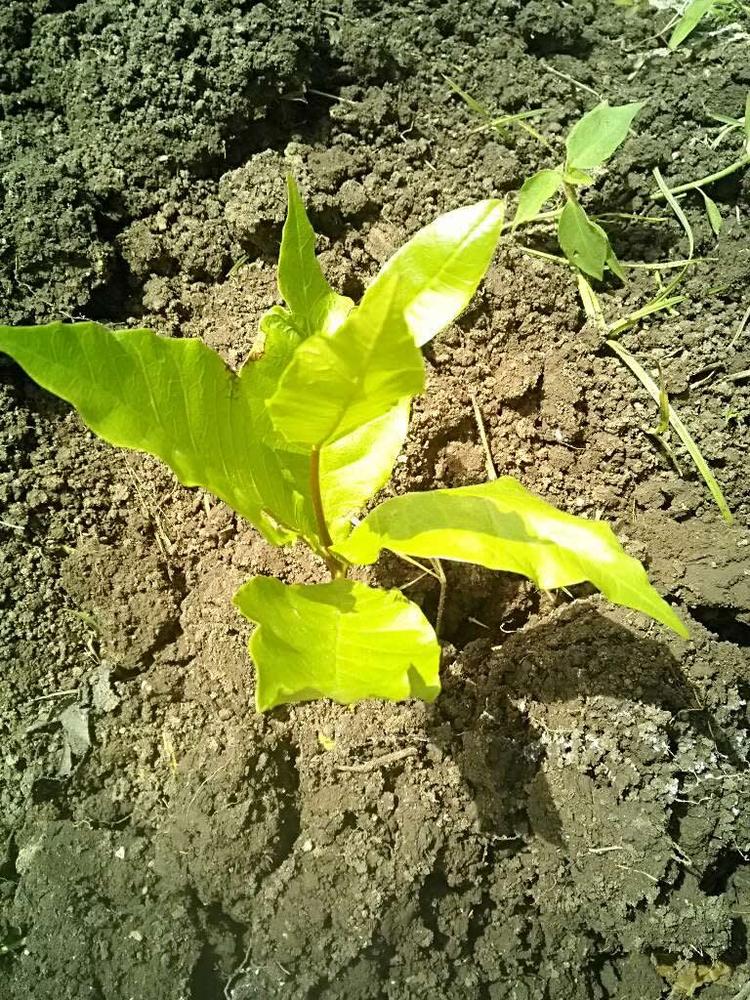 tree image