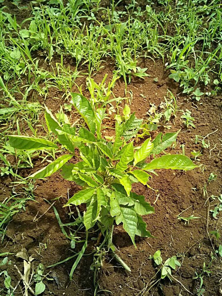 tree image