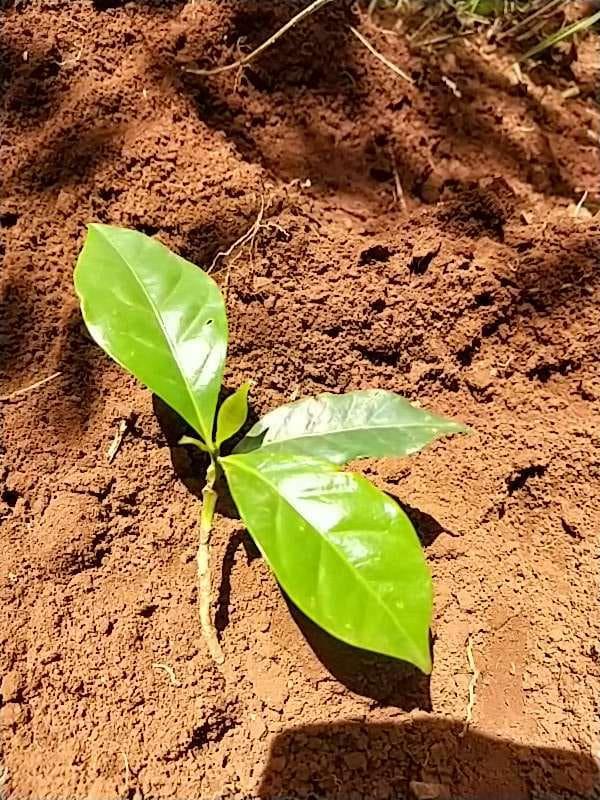 tree image