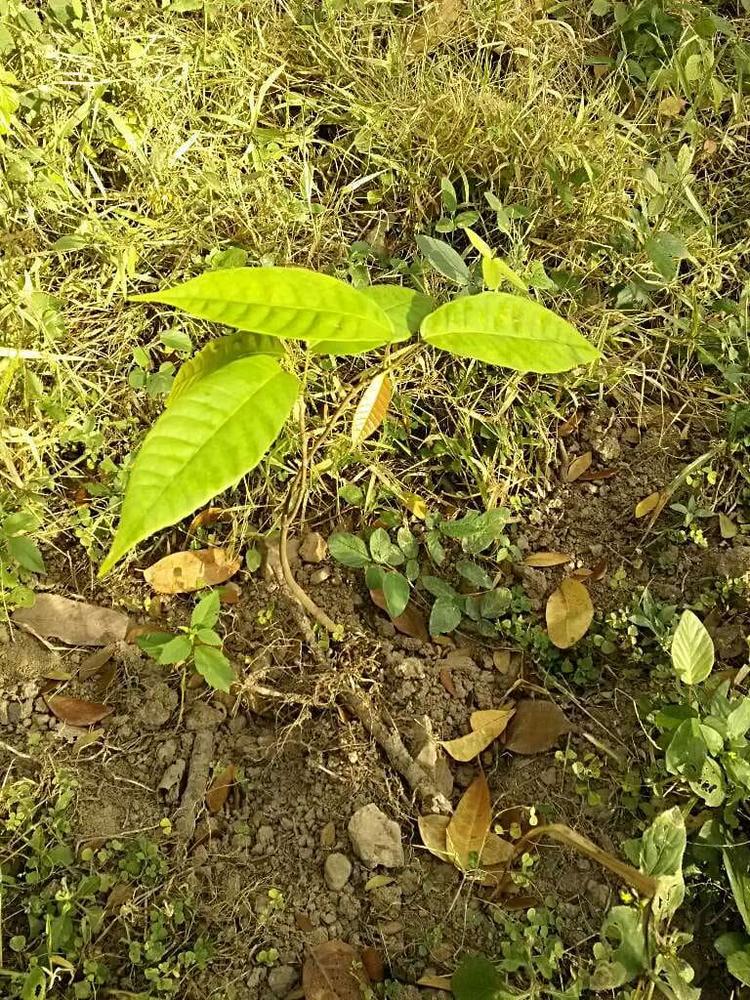 tree image