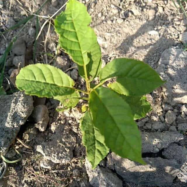tree image